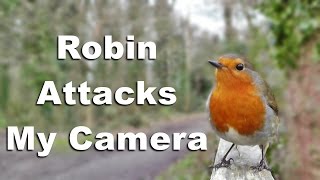 Robin Bird Attacks My Camera