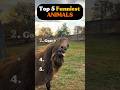 Ranking Funniest Animals! (The Dog at the end!) 😂 #top5 #tiktok #ranking #rank