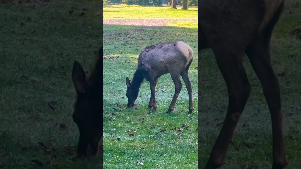Лоси посещают домик 