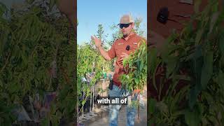 Best Peaches To Grow In Texas