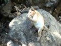 Гоа. Кормление обезьяны | Goa. Feeding monkey