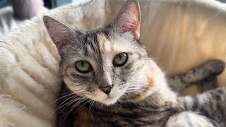 Sweet torbie cat wants to know if she is beautiful