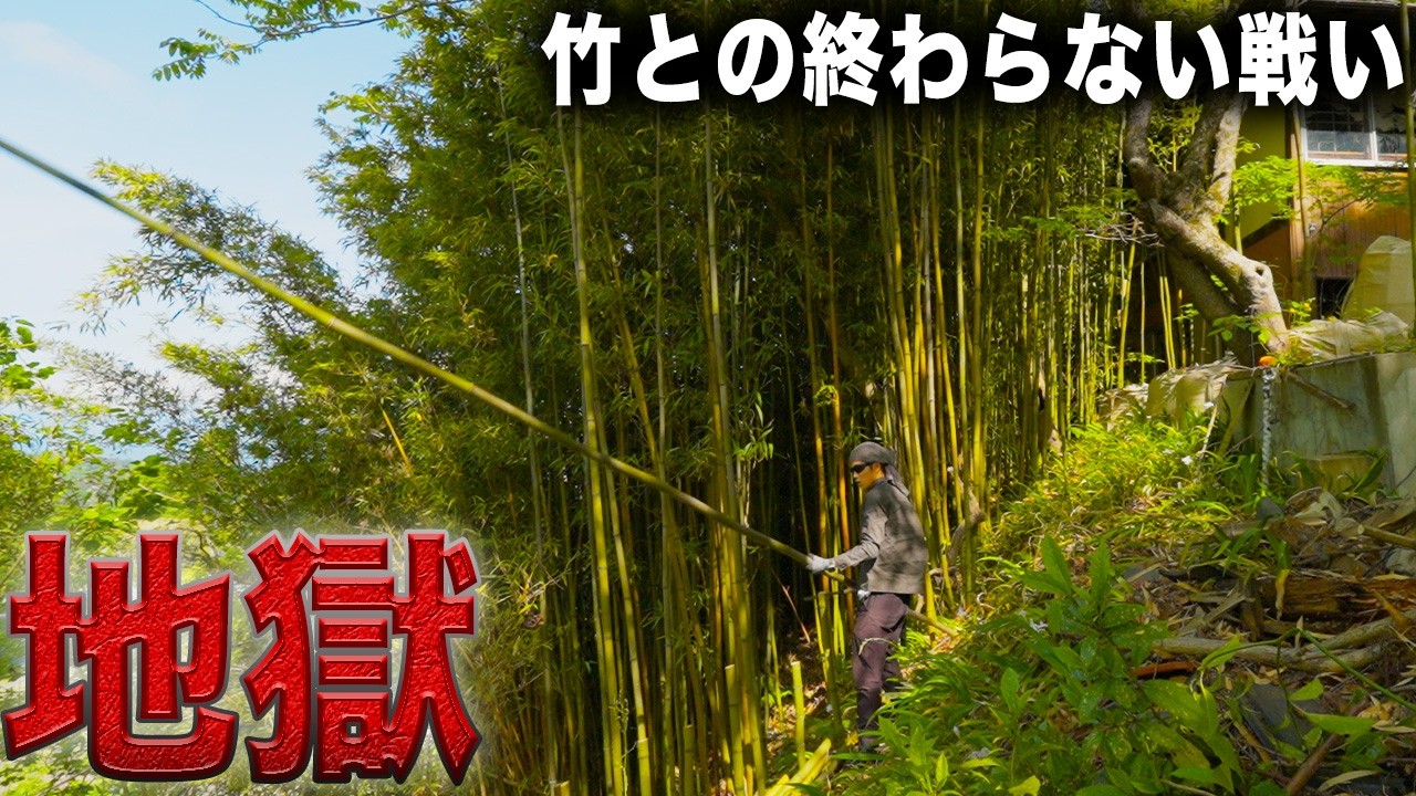 【激変】急斜面に大量に生える超長い竹…もう勘弁して…