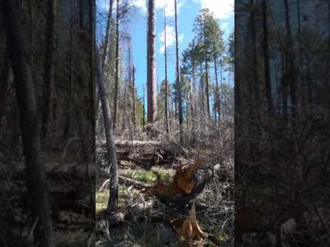 Video: Picchio tridattilo americano: descrizione, habitat