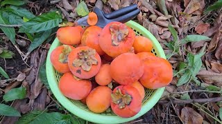 Exclusive Which Persimmon is the Best? (Fuyu, Jiro, Hachiya, Suruga) Information