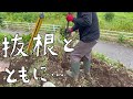 第84話 汚庭で久しぶりの抜根。偶然か必然か、２周年記念回はエモい抜根となりました。感謝！【CAT HOUSE DIY】