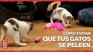 Cómo evitar que tus GATOS se PELEEN ❌【TODO AQUÍ ✅】