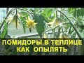 Помидоры в Теплице как Опылять и что Делать если нет Завязи.