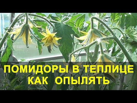 Помидоры в Теплице