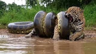 ¡Nadie Lo Creía Hasta Que Lo Grabaron! Animales Que Se Metieron Con El Oponente Equivocado