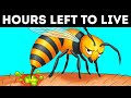 Bee Facts That Flip Your World Upside Down