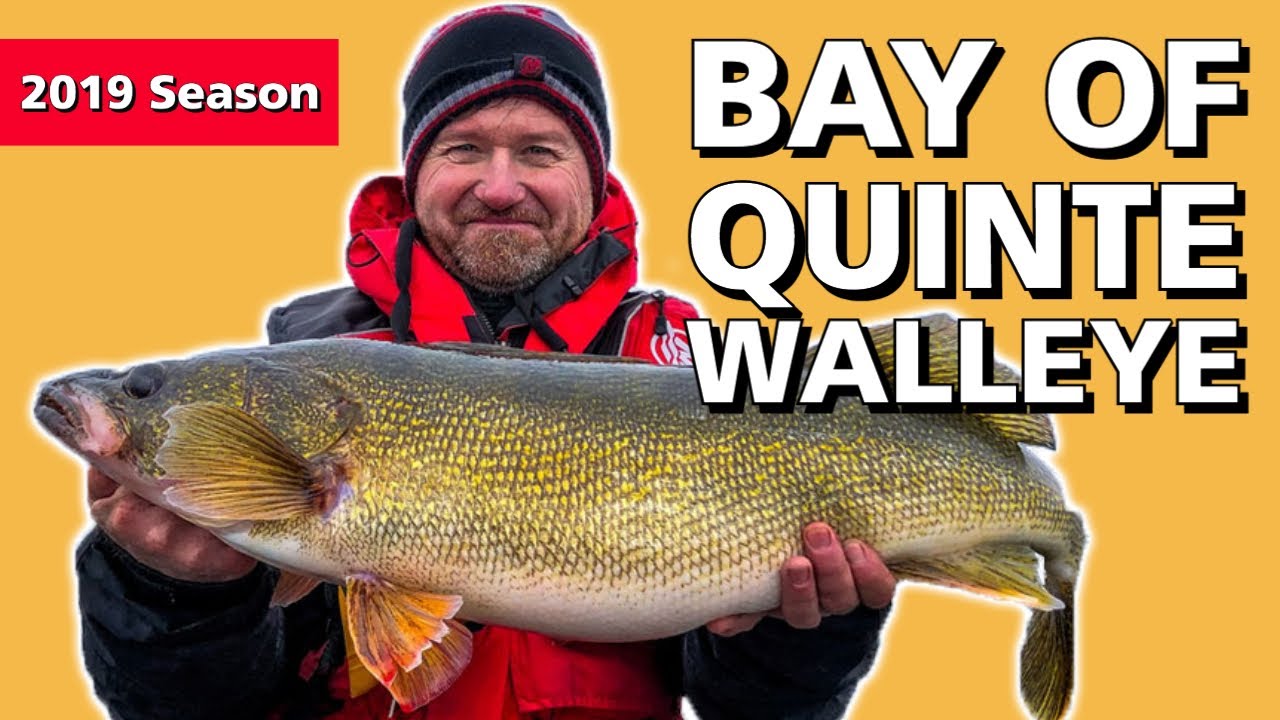 Bay of Quinte Walleye in the Fall YouTube