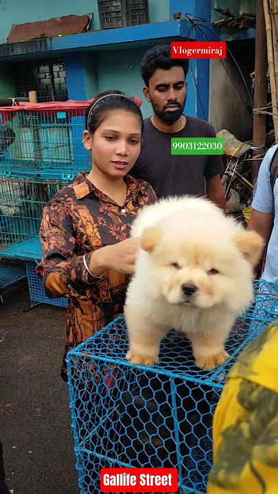 Pet Market Kolkata 😍/lowest price puppy dog/Gallif Street dogs #shorts #viral #dog #dogs #doglover