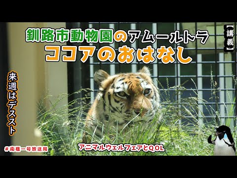 【南極一号放送局】釧路市動物園のアムールトラ　ココアのおはなし　アニマルウェルフェアとQOLの話