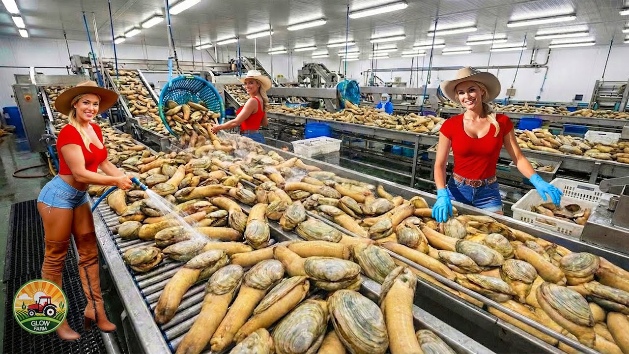How Millions of Geoduck Snails Are Harvested and Processed in the Mud to Earn Over 500,000 Dollars