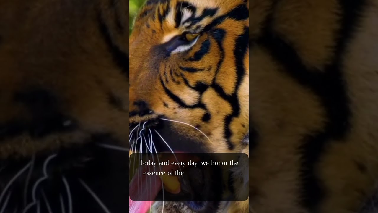 International Tiger Day: A Global Call to Protect Our Magnificent Beasts