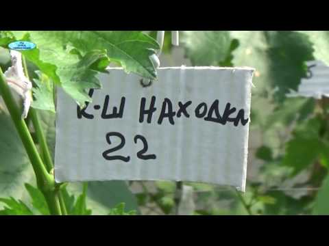 ВИНОГРАДНАЯ ШКОЛКА В