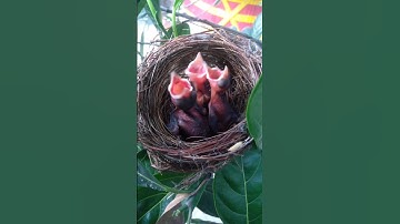 Bird Neste | birds sitting on tree branches, making nests ,Birds build nests and lay eggs and raise