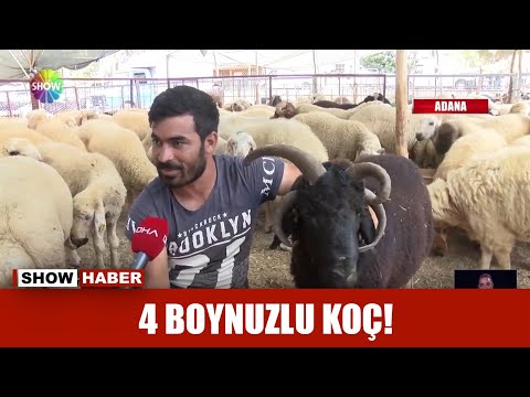 4 boynuzlu koç!