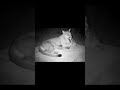 Puma Adopts a Duckling — The Most Unexpected Bond Ever Seen (AI Story)