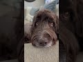 Relaxing is my favorite. #doglife #puppy