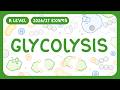 A-Level Biology - Glycolysis - What It Is | Key Stages | Reactants & Products (2026/27 exams)