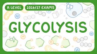 A-Level Biology - Glycolysis - What It Is Key Stages Reactants & Products 202627 Exams