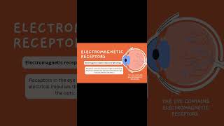 Sensory Receptors in the Human Body 😮 | How You Sense the World! #Biology #Science