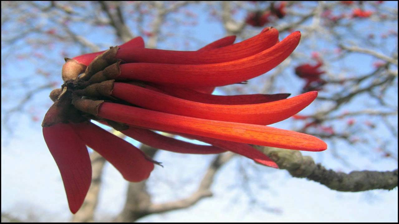Coral Tree the Lucky Bean Tree