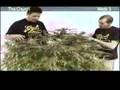 Green House Seed Co. The Church Grow with Russian Subtitles