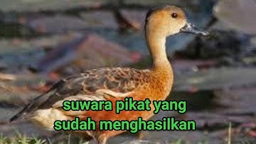 Suwara pikat burung belibis alis Ireng atau mata hitam 