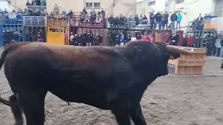 Download Lagu Tarde de German Vidal en La Salzadella MP3