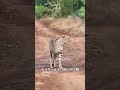 威嚇する姿も可愛い、甘えん坊なチーターの赤ちゃん。