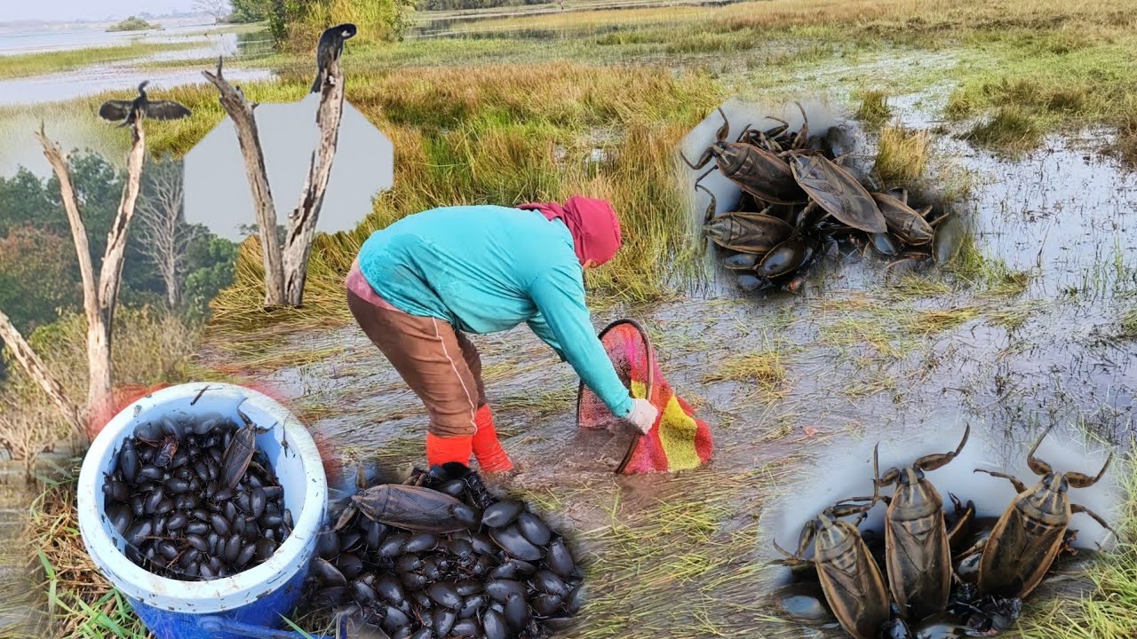 หาส่อนแมงตับเต่าหมายเดิมอ่างเก็บน้ำบ้านบกเช้านี้ยังหมานพอได้คั้วได้ป่นหมานไปครึ่งกะติ๊ก 18/มค/69