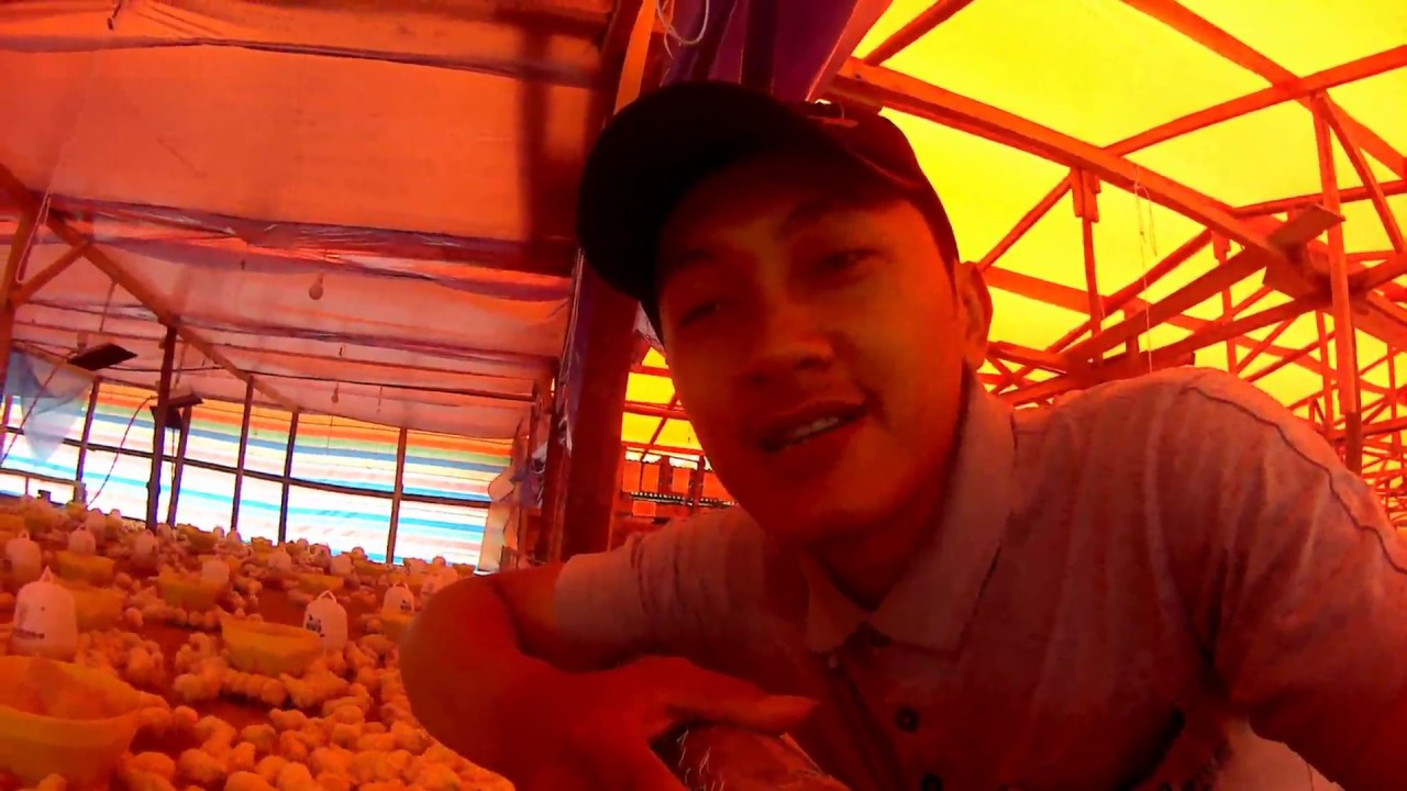 Usaha Ternak Ayam Potong/Broiler Bagi Pemula 