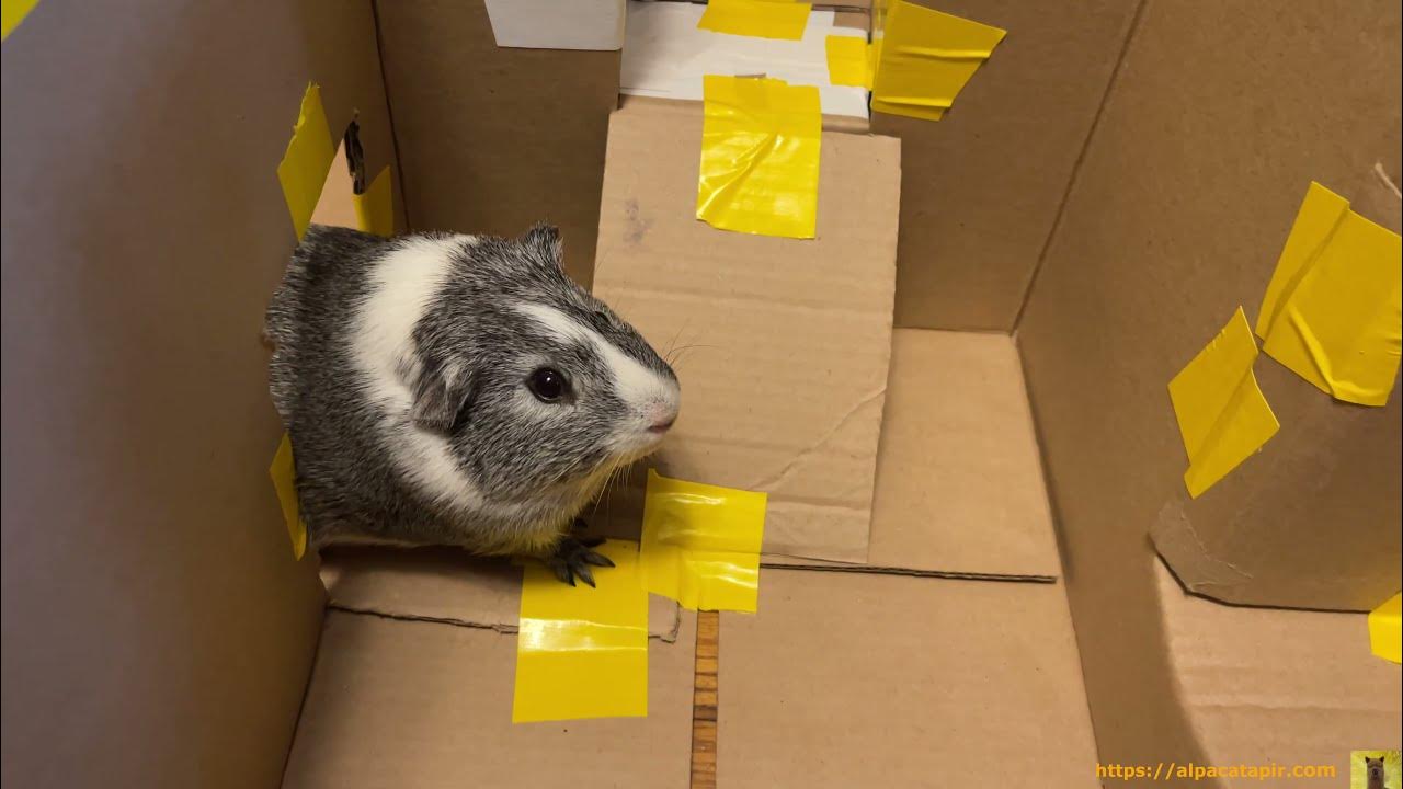 Guinea Pig Maze YouTube