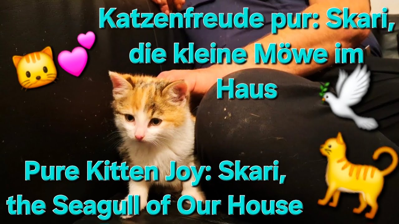 Pure Kitte Joy: Skari, the Seagull of Our House, Austria, December 2025