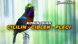 KOMPILASI TEMBAKAN KOLIBRI NINJA GACOR FULL ISIAN CILILIN CIBLEK PLECI COCOK UNTUK MATERI KONIN
