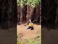 UNSTOPPABLE! Giant Excavator vs Trees #shorts