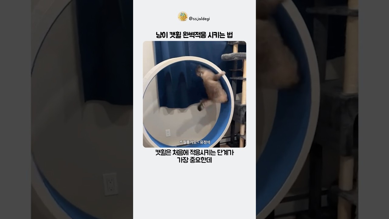 냥이의 캣휠 적응법