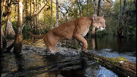CAMERA TRAPPING in south Florida