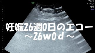 臨月 エコー 男の子 臨月 エコー 男の子