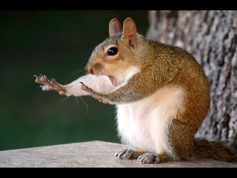 MV] 다람쥐 사람 (Squirrel Person) 람쥐썬더 한국다람쥐 자작곡 - YouTube