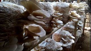 Mushroom cultivation || mushroom center || daibetic food ||   khagrachari screenshot 4