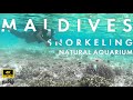 Snorkeling in Maldives Tamil l Rare Fishes and Corals|Solo Snorkeling|Paradise Island | North Male