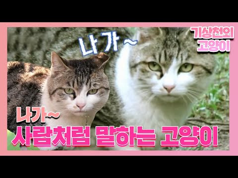 ㅣ순간포착 세상에 이런 일이(<strong>Instant</strong> Capture)ㅣSBS <strong>Story</strong>
