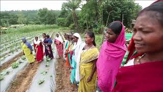 Transforming Rural Livelihoods: Chhattisgarh High-Impact Mega Watershed Project