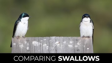 Tree Swallow vs Violet-green Swallow - a tiny series PROMO