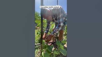 Cucumber trellis system #trellis #cucumber #gardening