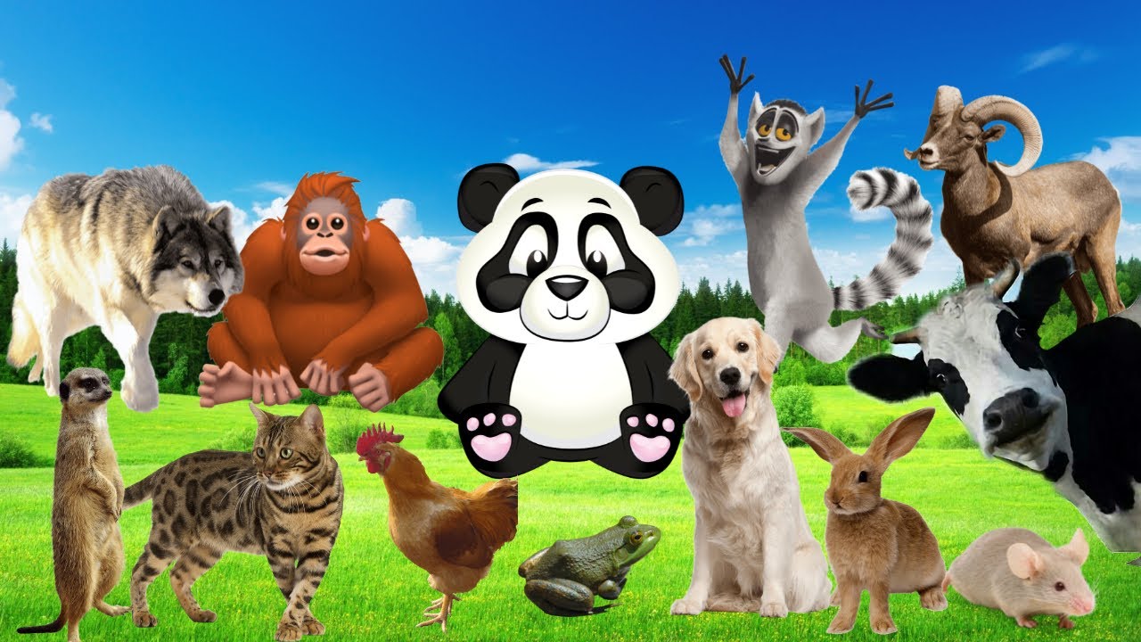 Familiar Animal Moments Panda, Lemur, Surikat, Monkey, Wolf, Rabbit, Cow, Frog, etc